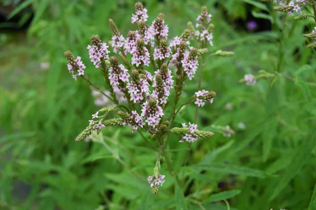 Verbena hastata f. rosea ---